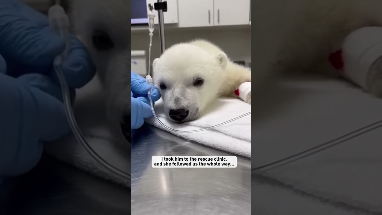 A wolf pack dragged a crying polar bear cub #shorts