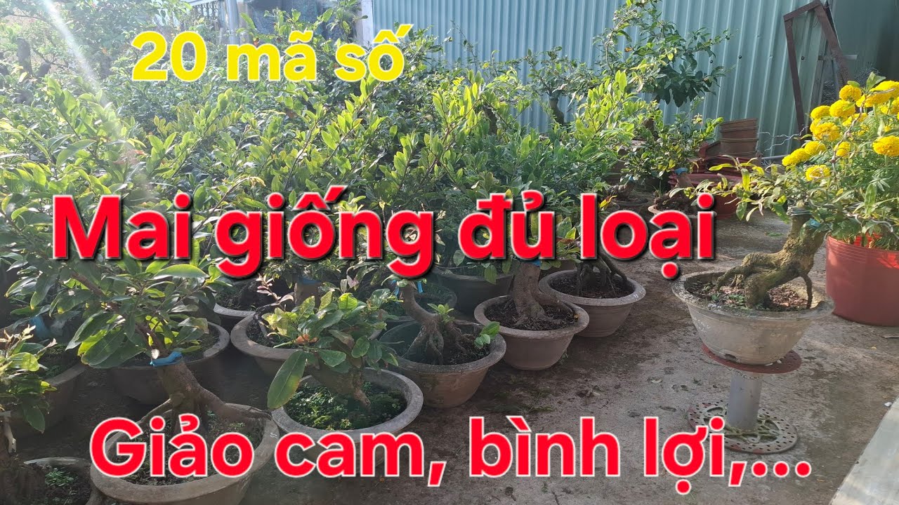 Chiều (23/2) Nhiều loại mai giống! Giảo cam, siêu bông bình lợi, bạch mai thái! ☎️☎️0963.210.936