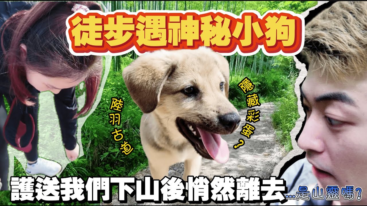 【真實奇遇】陸羽古道徒步，一只陌生小狗成了我們最好的向導和保鏢！