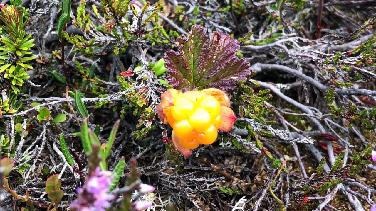 Vandring Sonfjället - Sododalen