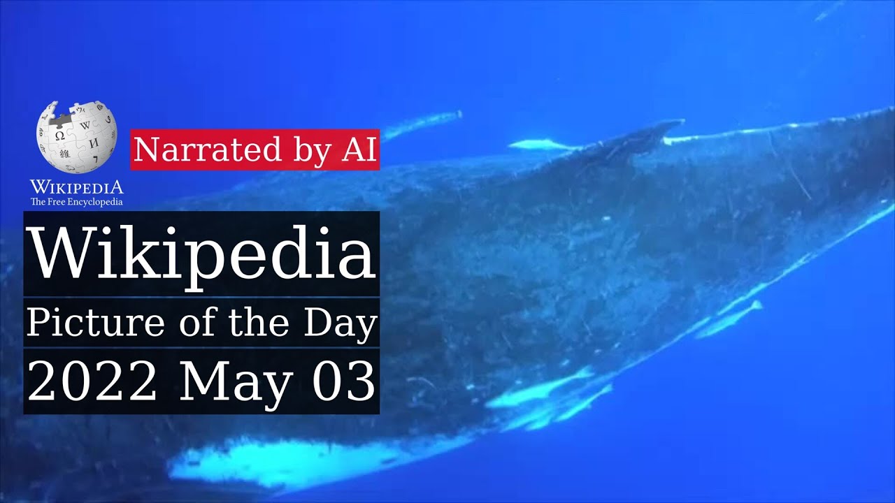 Wikipedia Picture of the Day: 2022-05-03 - Whale vocalization (Narrated by Salli)