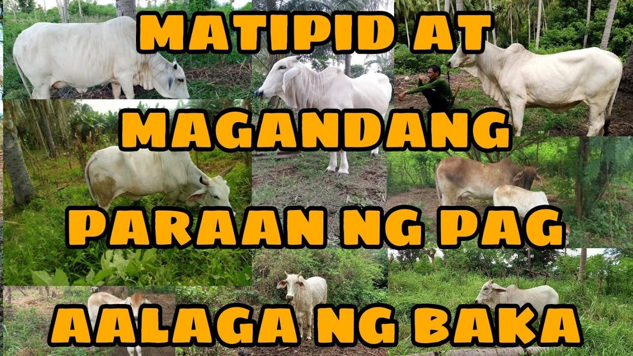 IBA'T IBANG SISTEMA NG PAG AALAGA NG BAKA || CATTLE FARMING