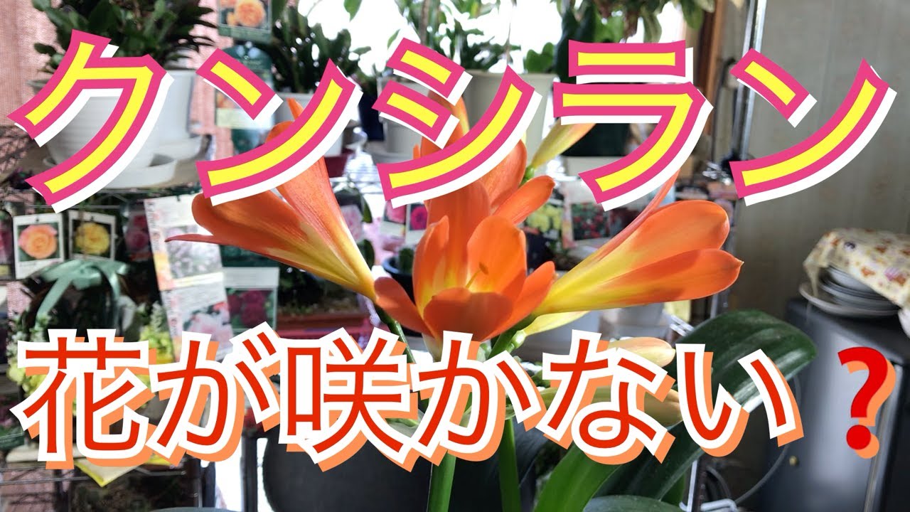 【クンシラン育て方】花が咲かない時咲かせ方💐