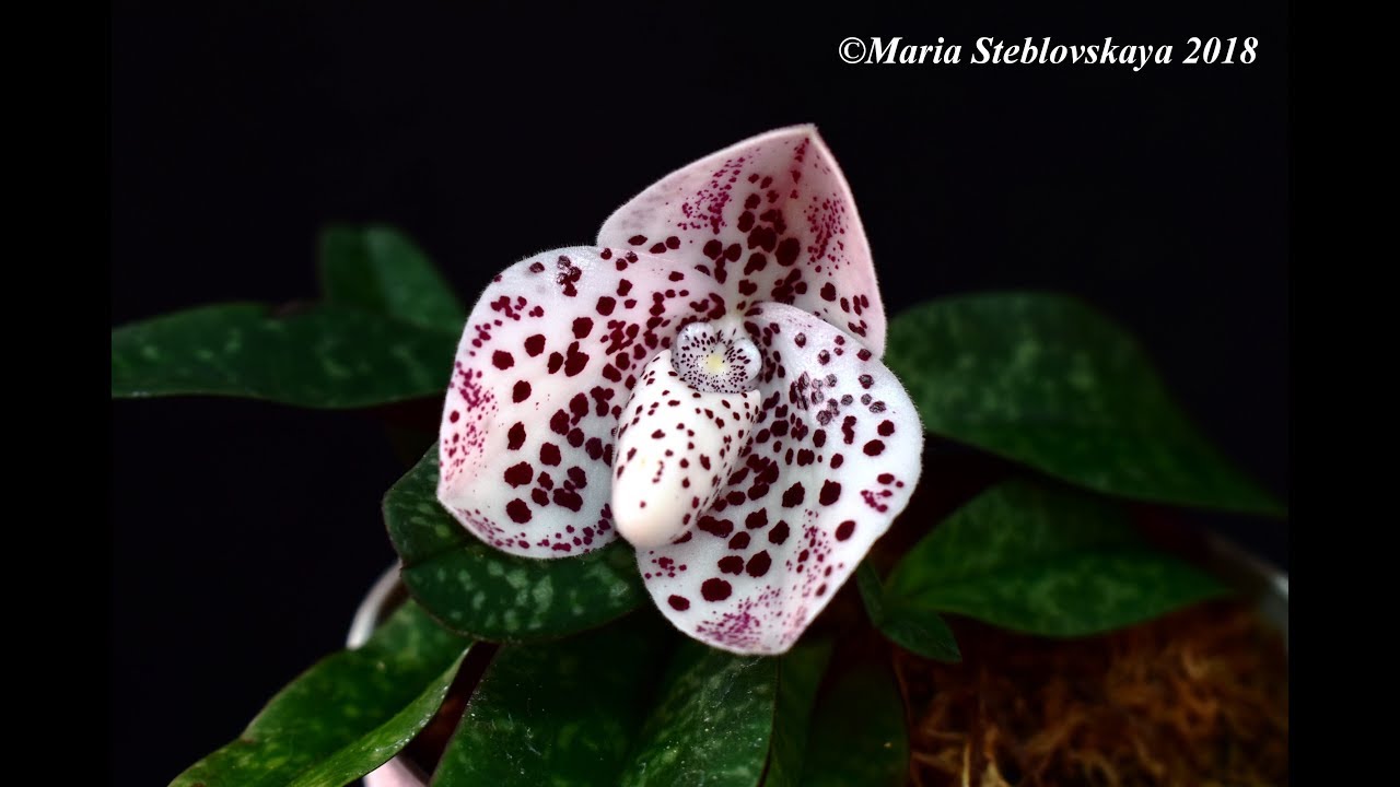 PAPHIOPEDILUM BELLATULUM  - описание и основы ухода