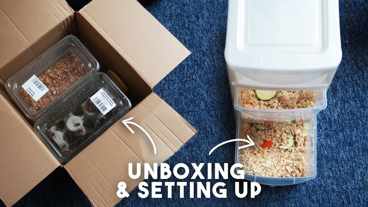 Unboxing & Setting Up Feeder Insects For Geckos!