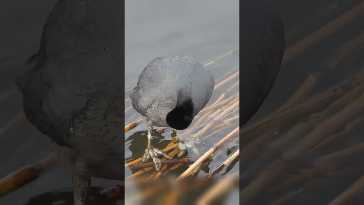 Peaceful, tranquil,Eurasian Coot