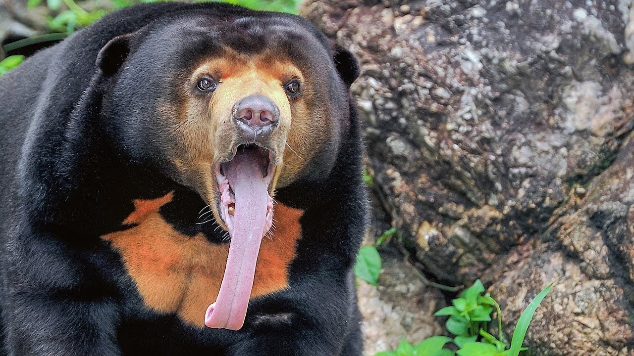 Voices and sounds of Asian animals. Part 2.