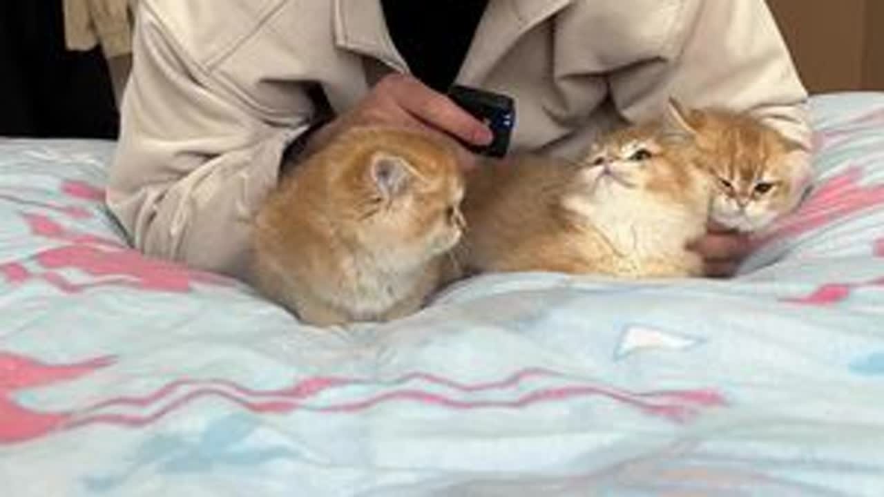 跟我同吃同住的三只金渐层小可爱#新手养猫 #记录猫咪日常 #养猫经验分享 #萌宠出道计划