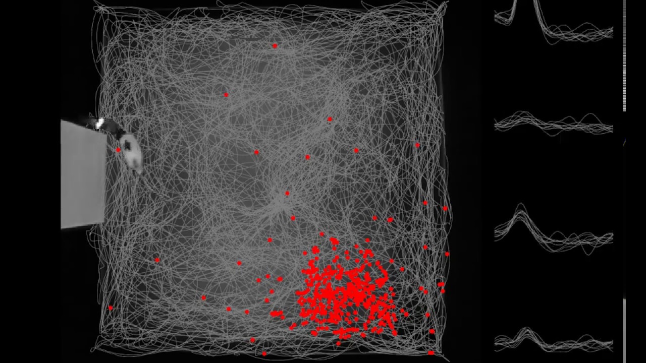 Place cell (rat hippocampus CA1) activity recorded over 50 minutes of foraging