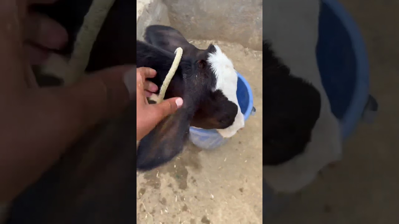 #petsvlog #pigeonvlog #viralminivlog #trendingshorts #cowboys