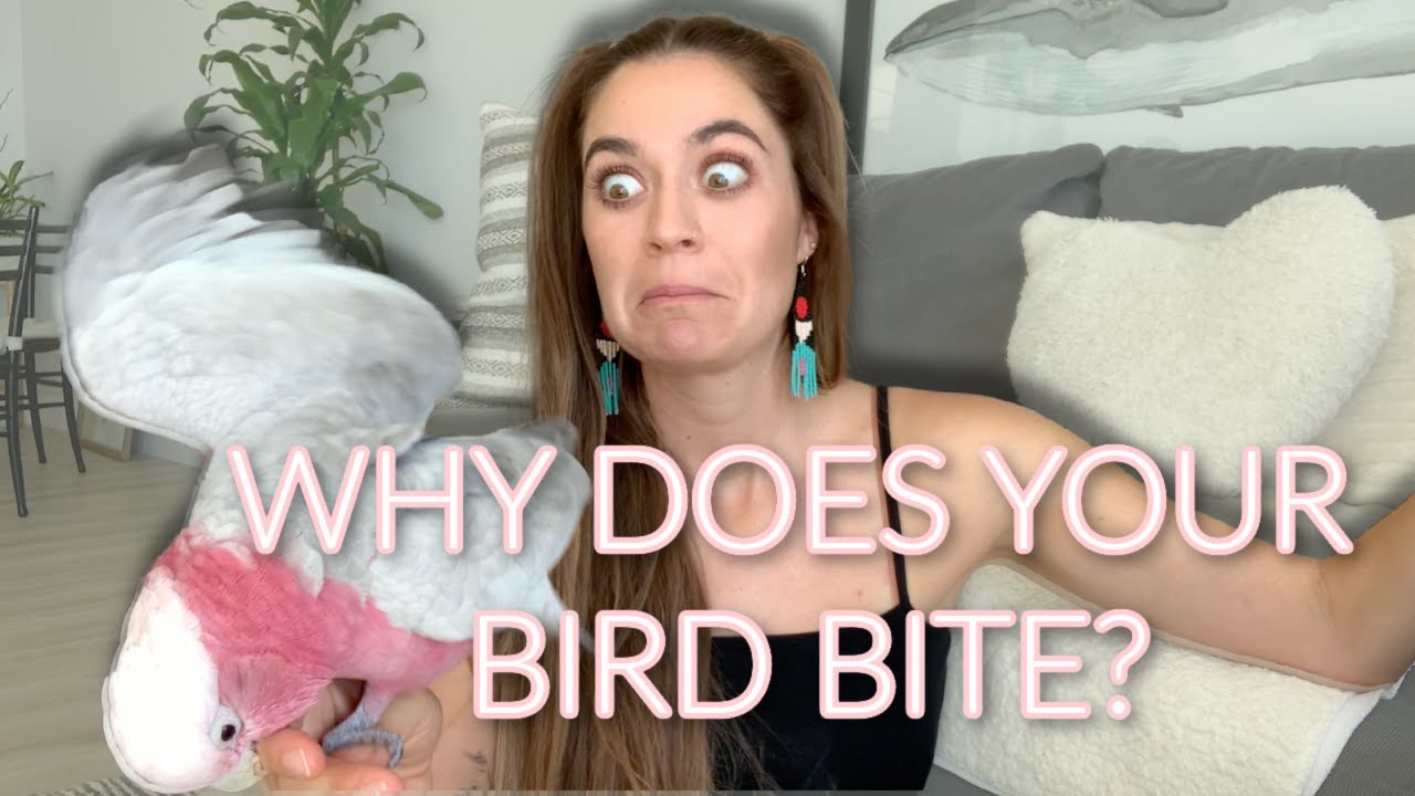 Why Does Your Bird Bite?? | A Guide To Parrot Biting