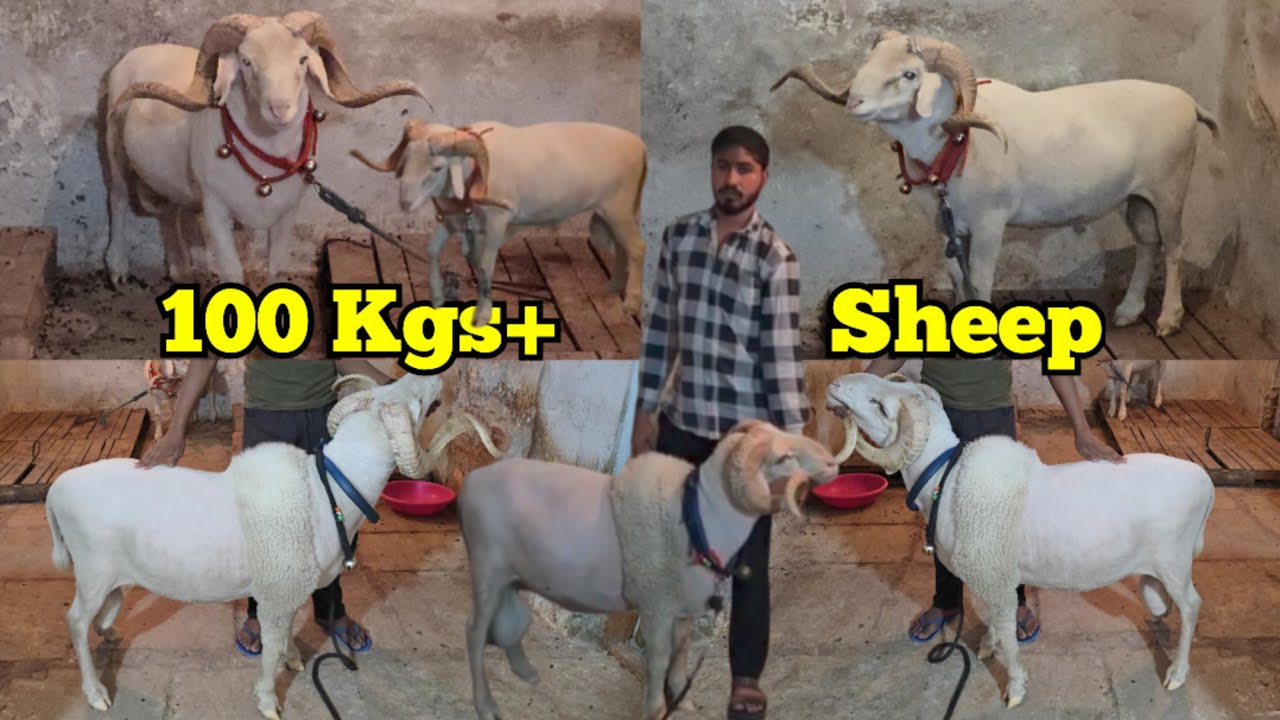 Heavyweight Vilayati Sheep | 100 Kgs + Live Weight | Biggest Vilayati Sheep In Hyderabad #sheeps