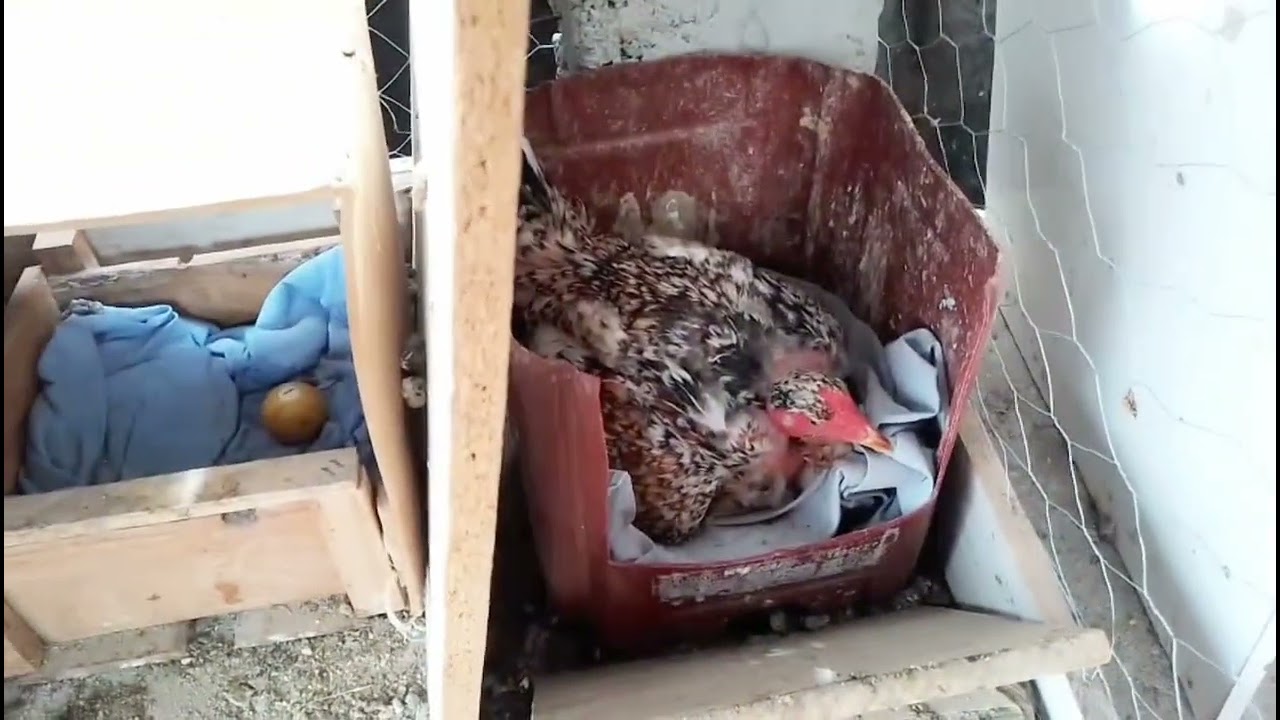 Colocando ovos na polaca | Atualizações do galinheiro 🐓