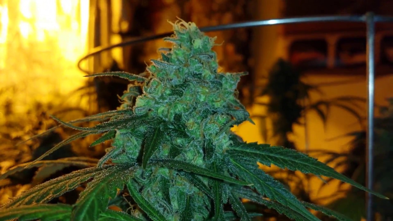 Cotton candy KUSH !