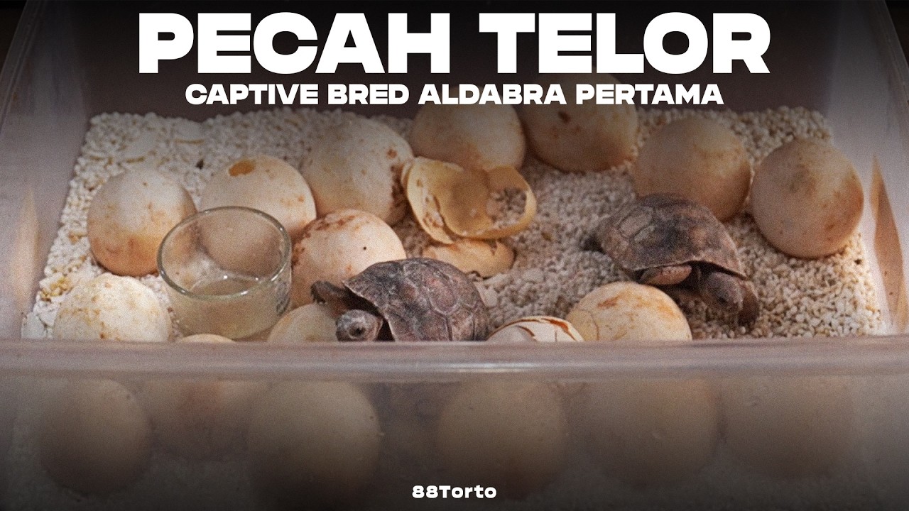 Akhirnya! 88Torto berhasil cetak Kura-kura Aldabra Captive Bred pertamanya!