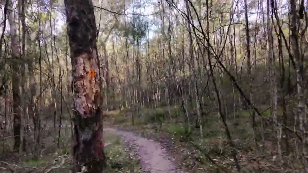 Avon River camp explore the trees 2026