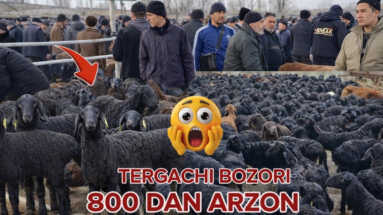 NAMANGAN TERGACHI QO'Y BOZORI NARXLARI 16.01.2026 