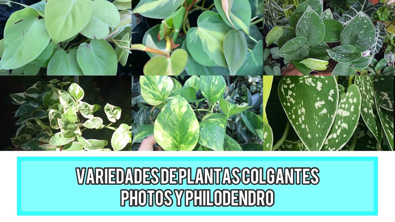 Tipo de plantas  colgantes | PHOTOS y PHILODENDRON 🌱