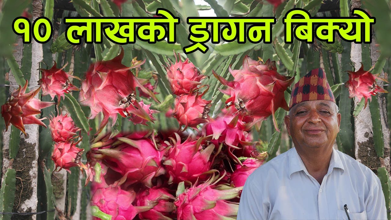 ड्रागनलाई मल हड्डीको धुलो र गाँजाको पात ! एक बर्षमै बिक्यो १० लाखको ड्रागन │Nepal Chitra