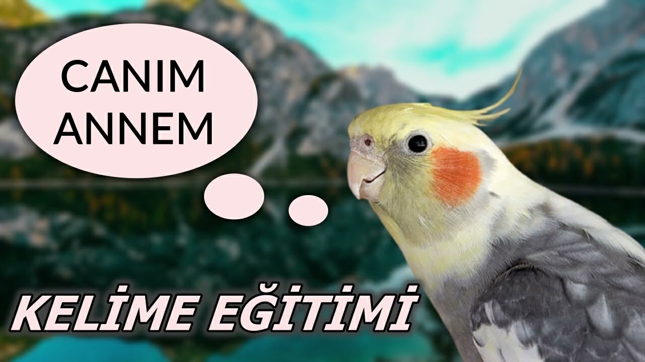 Canım Annem - Sultan Papağanı | Muhabbet Kuşu Konuşturma Egzersizi