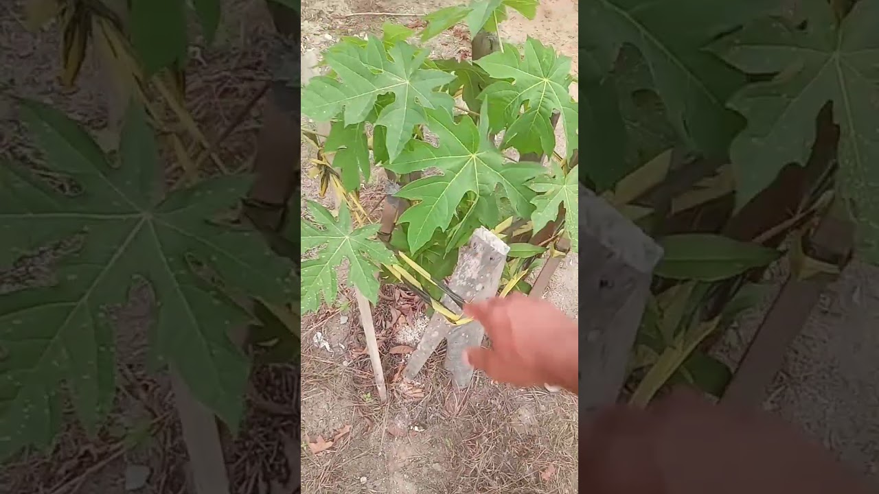 Mamão macho e femia