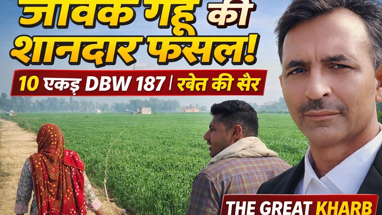 जैविक गेहूं की शानदार फसल | 10 एकड़ DBW 187 | खेत की सैर | The Great Kharb