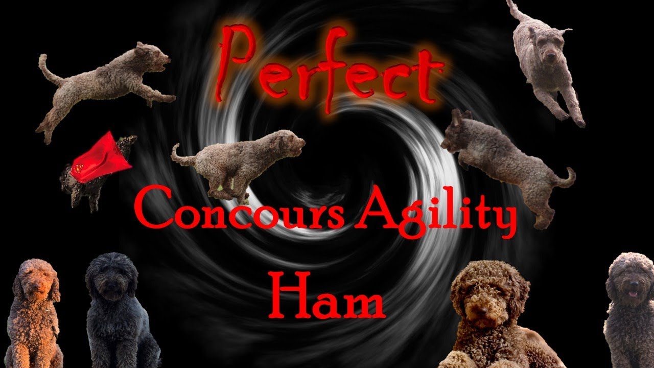 2025/07/26&27 Concours agility Ham