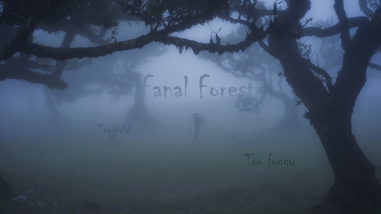 Fanal forest cold and foggy