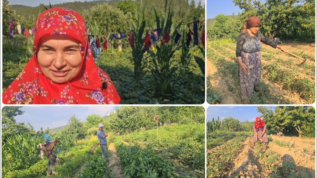 BU SENENİN EN GÜZEL DÜZENLİ HARIMI EMİNE ABLANIN BAHÇE TURU |  MAŞALLAH YAZIN ABLAMA DOMATES ÇAPASI