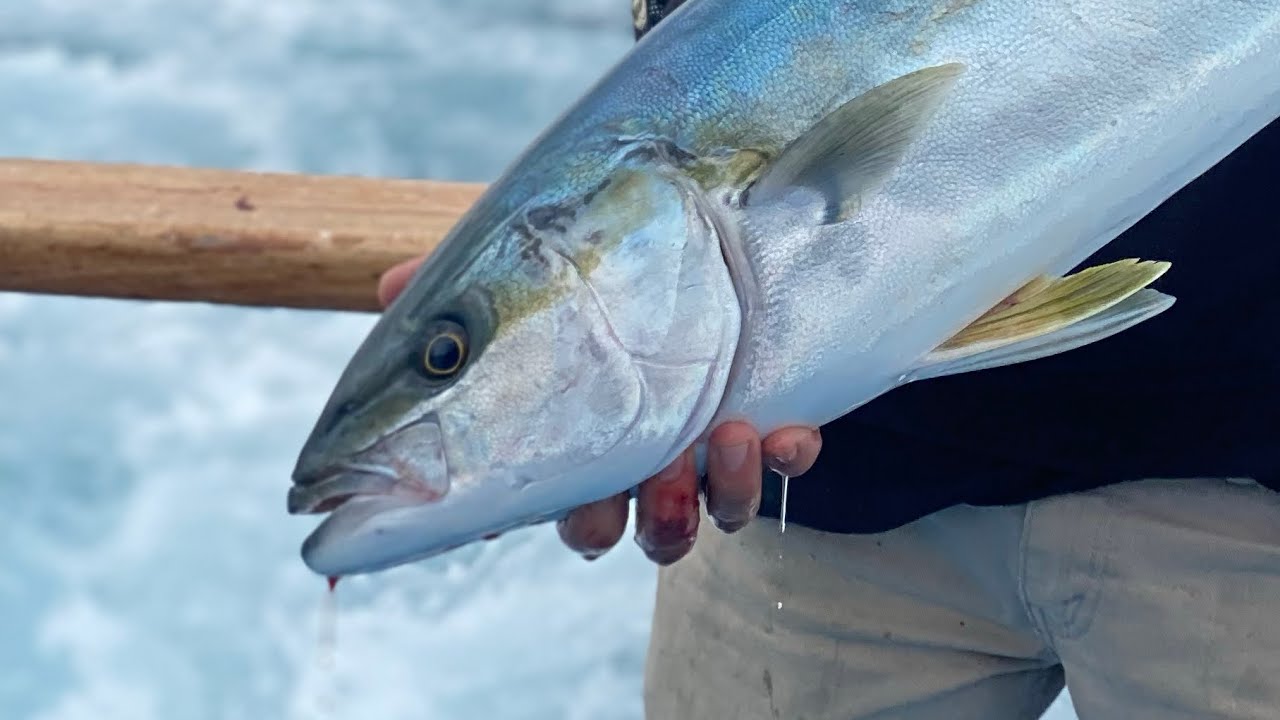 TWO DAYS Fishing YELLOWTAIL Aboard the FURY! | San Clemente Island