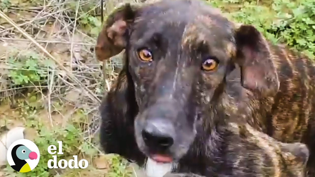 Mamá lleva a rescatista donde sus cachorros | El Dodo
