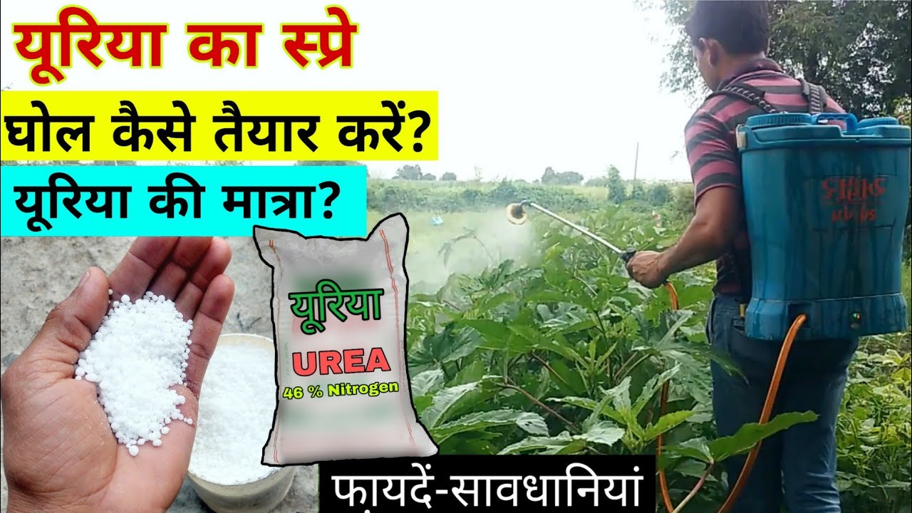 खड़ी फसल में यूरिया का स्प्रे-चमत्कारी लाभ|यूरिया कितना लें?घोल कैसे तैयार करें?|Foliar Spray Of UREA