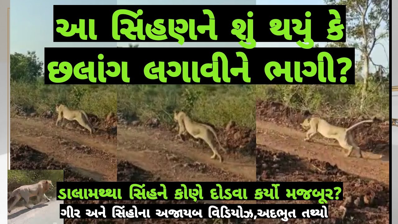 આ સિંહણ અચાનક કેમ ફૂલ સ્પીડમાં છલાંગ લગાવી ભાગી?એક સાવજને કોણે ભગાડ્યો?#ગીરનાખોળે