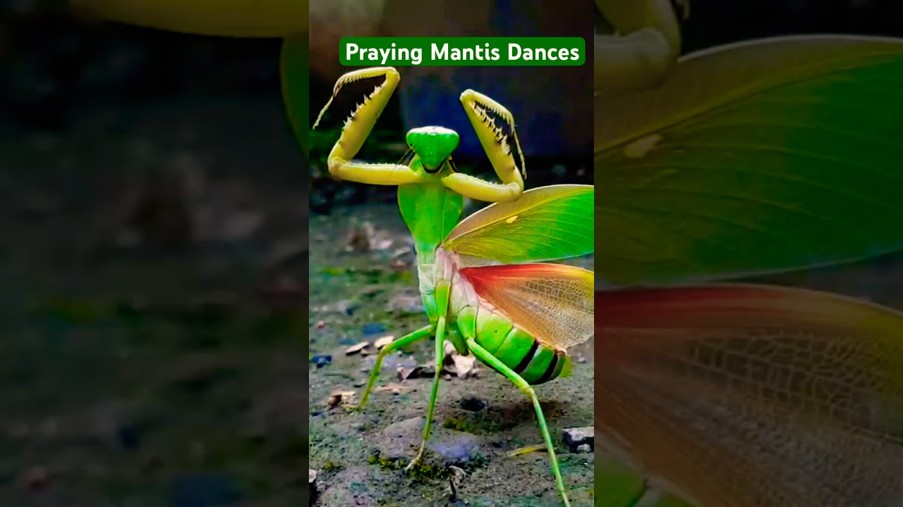 Praying Mantis Dances to the World 🌍❤️👆🏾