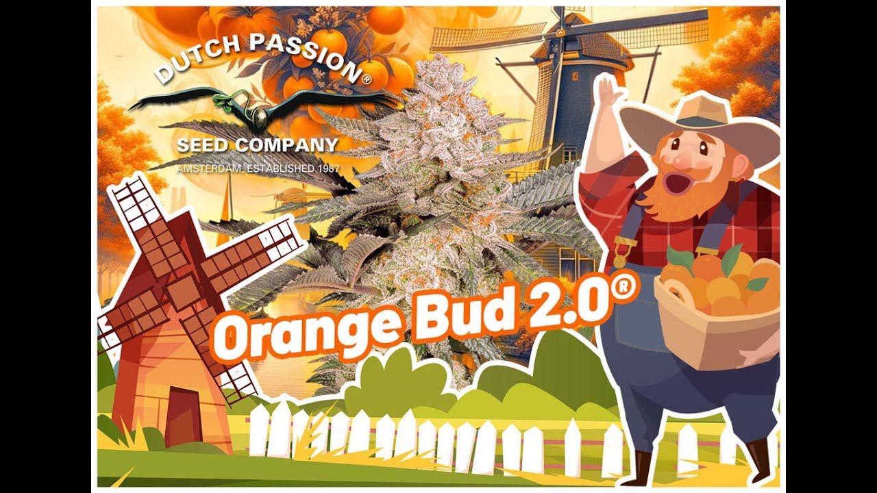 Orange Bud 2.0 - taking potency and taste to the next level!