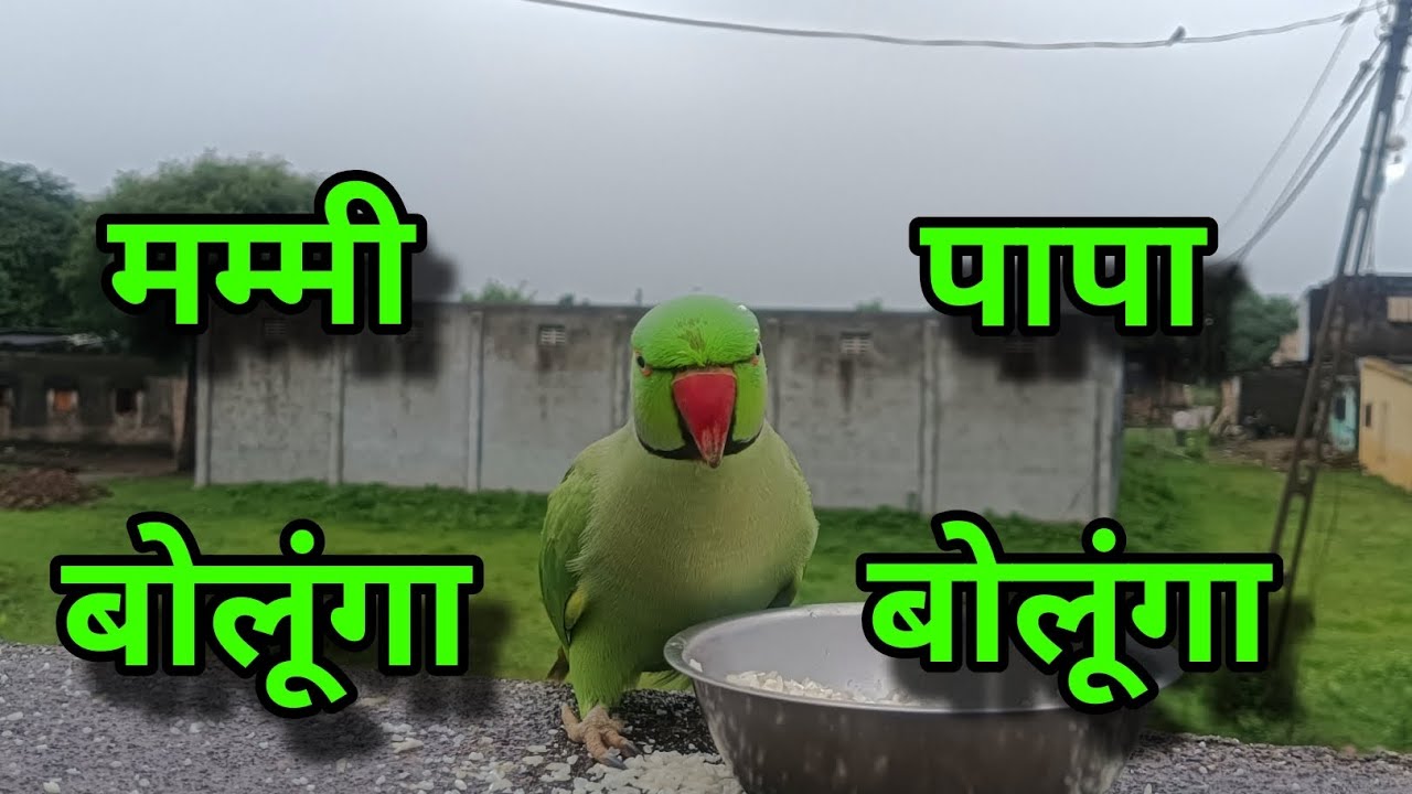 Talking parrot video || Mitthu Mitthu • || Mummy Bolne Wala Tota (⁠◠⁠‿⁠◕⁠)