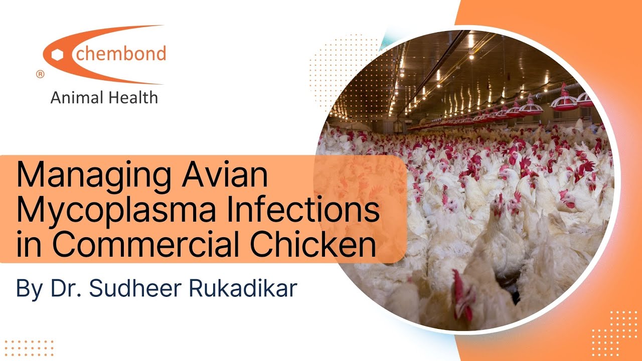 Managing Avian Mycoplasma Infections in Commercial Chicken - Chembond Biosciences Webinar