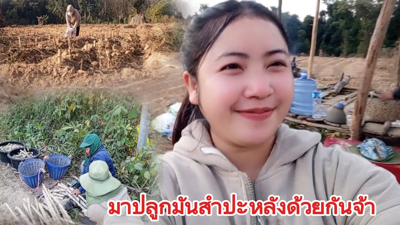 ช่วยกันปลูกมันสําปะหลังวันนี้จะเสร็จหรือไม่!!!