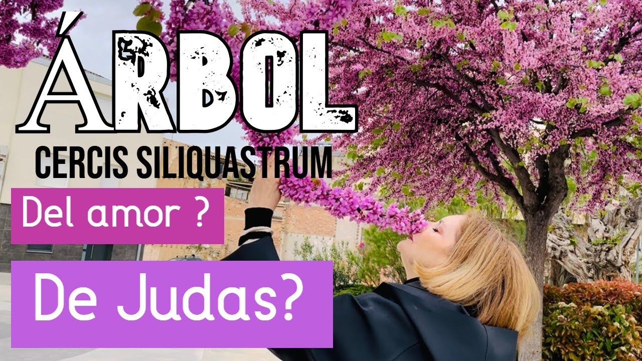 Por qué se llama árbol del amor? O árbol de Judas? #flores #plantas #jardin #natural #naturaleza