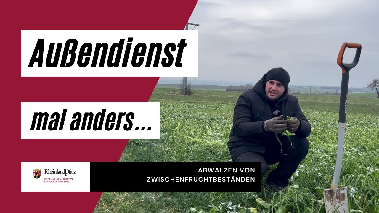 Außendienst mal anders - Abwalzen von Zwischenfrüchten