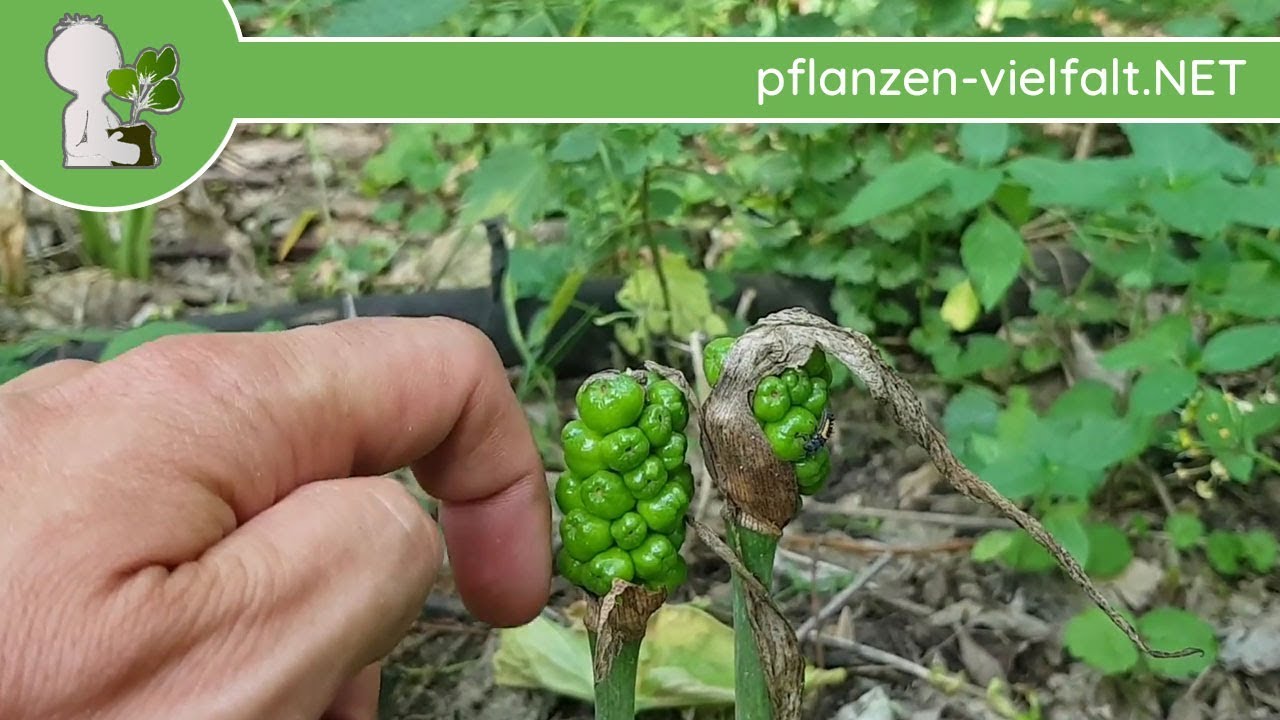Gefleckter Aronstab - Unreife Fr&uuml;chte - 30.05.18 (Arum maculatum) - Giftige Wildpflanzen bestimmen