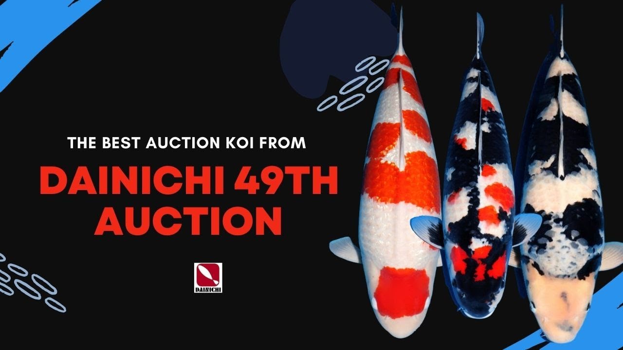 Dainichi 49 Koi Auction