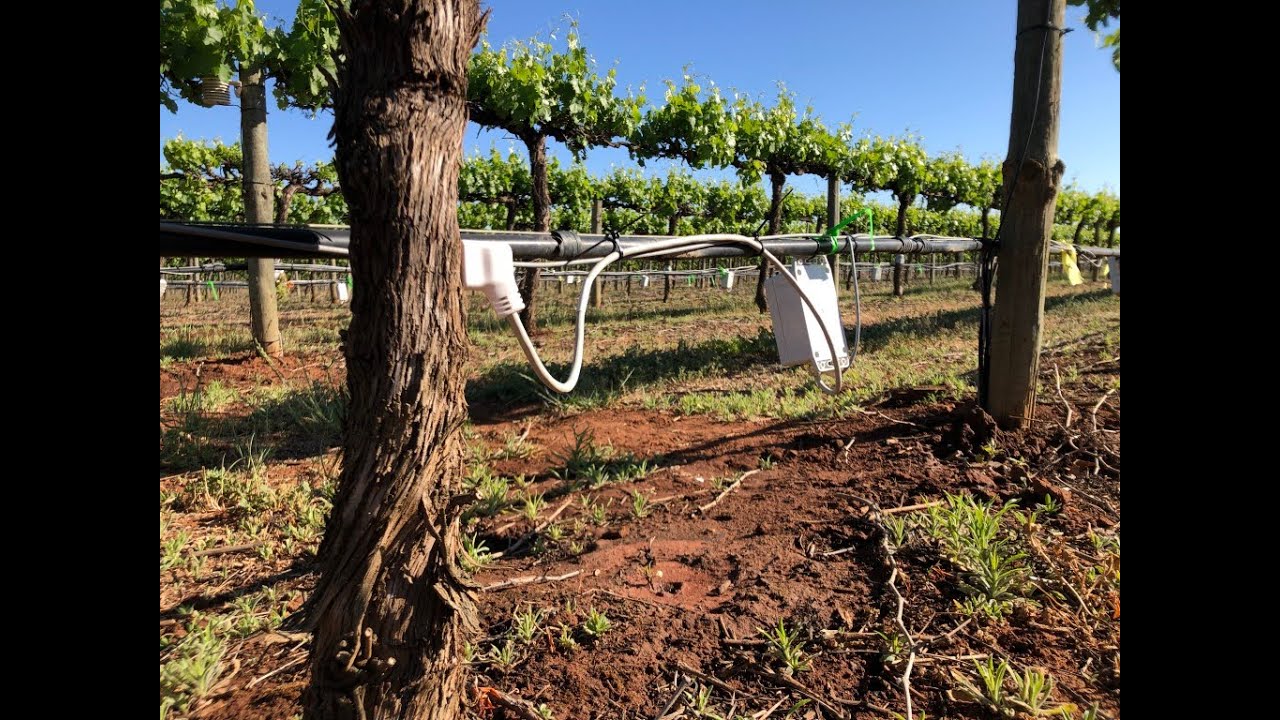 Irrigation with Sap Flow Sensors Explained