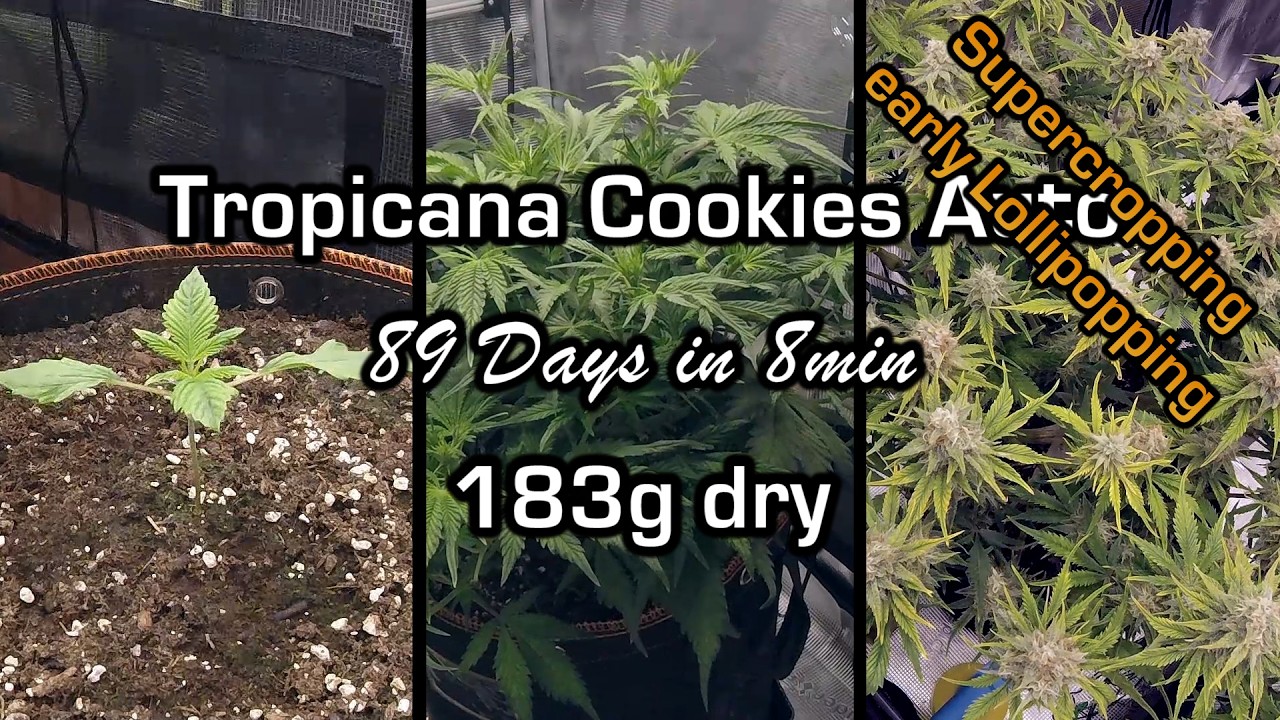 Tropicana Cookies Auto #1 89 Days in 8 min Timelapse early Lollipopping HST #autoflower #fastbuds