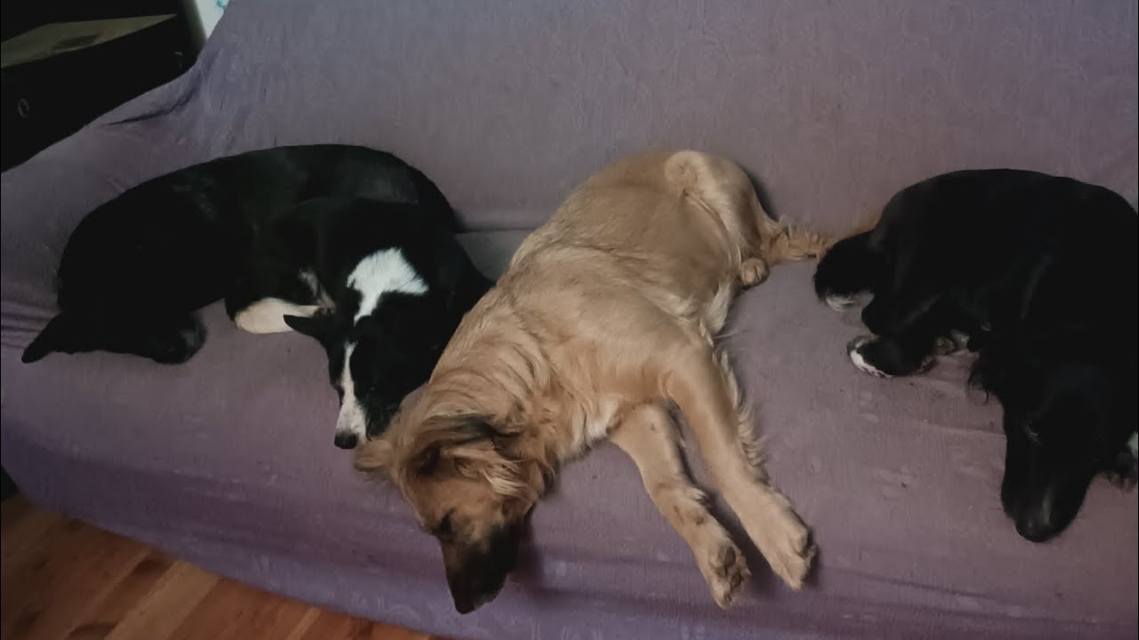 A un Cane Non Importa Chi Sei (scritta da me)
