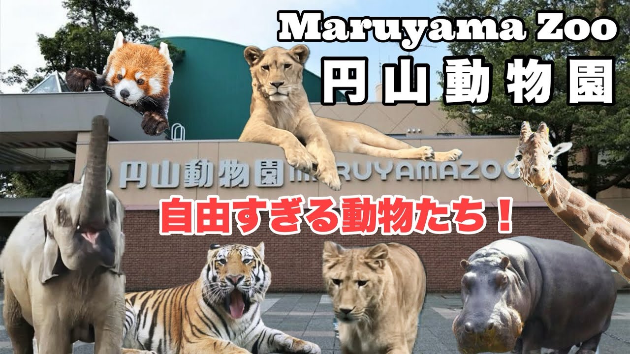 【癒しの楽園】札幌円山動物園に行ってみよう！【Maruyama Zoo】
