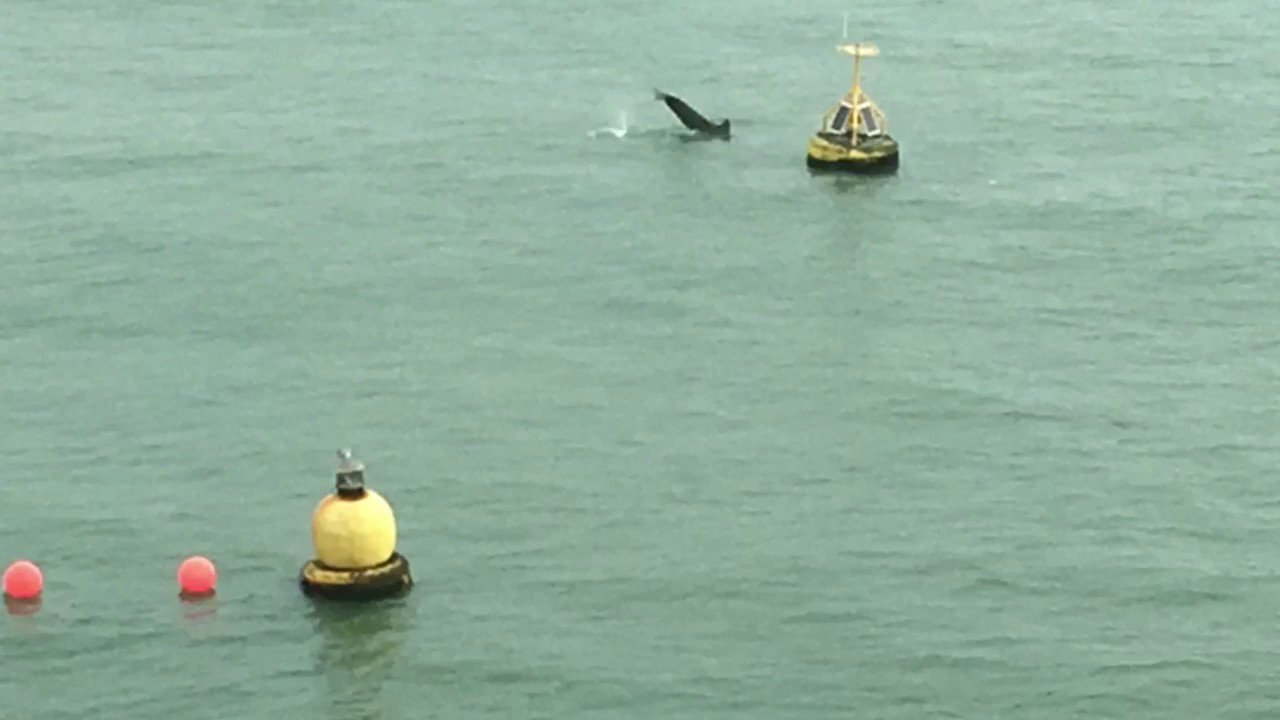 Dover's 'Dave the Dolphin'
