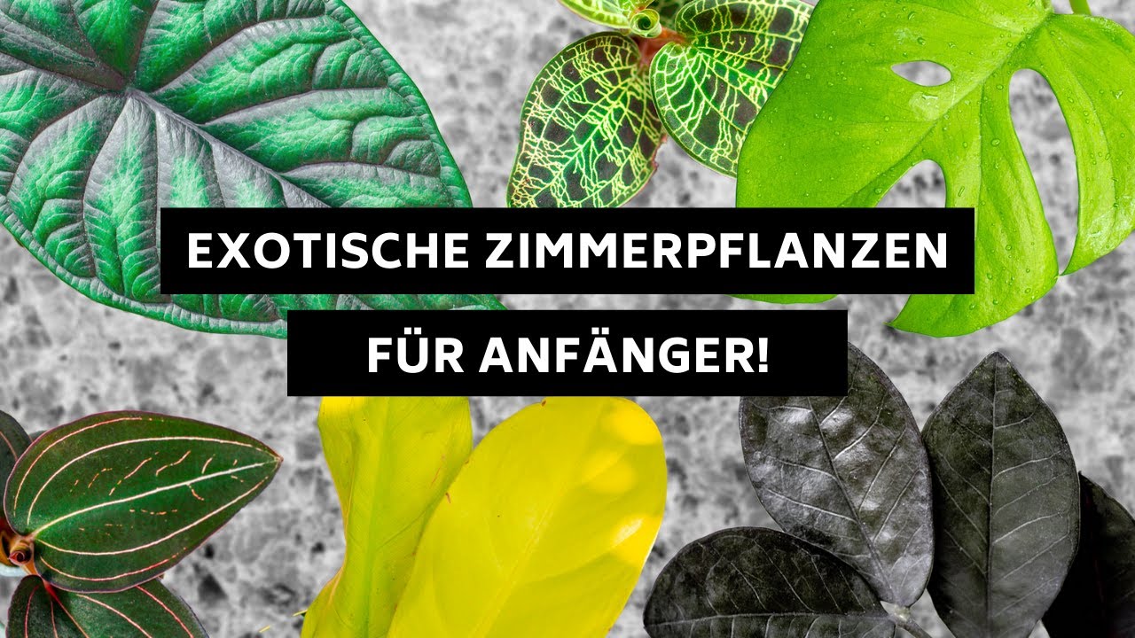 Exotische Zimmerpflanzen für Pflanzen-Anfänger mit kleinem Geldbeutel