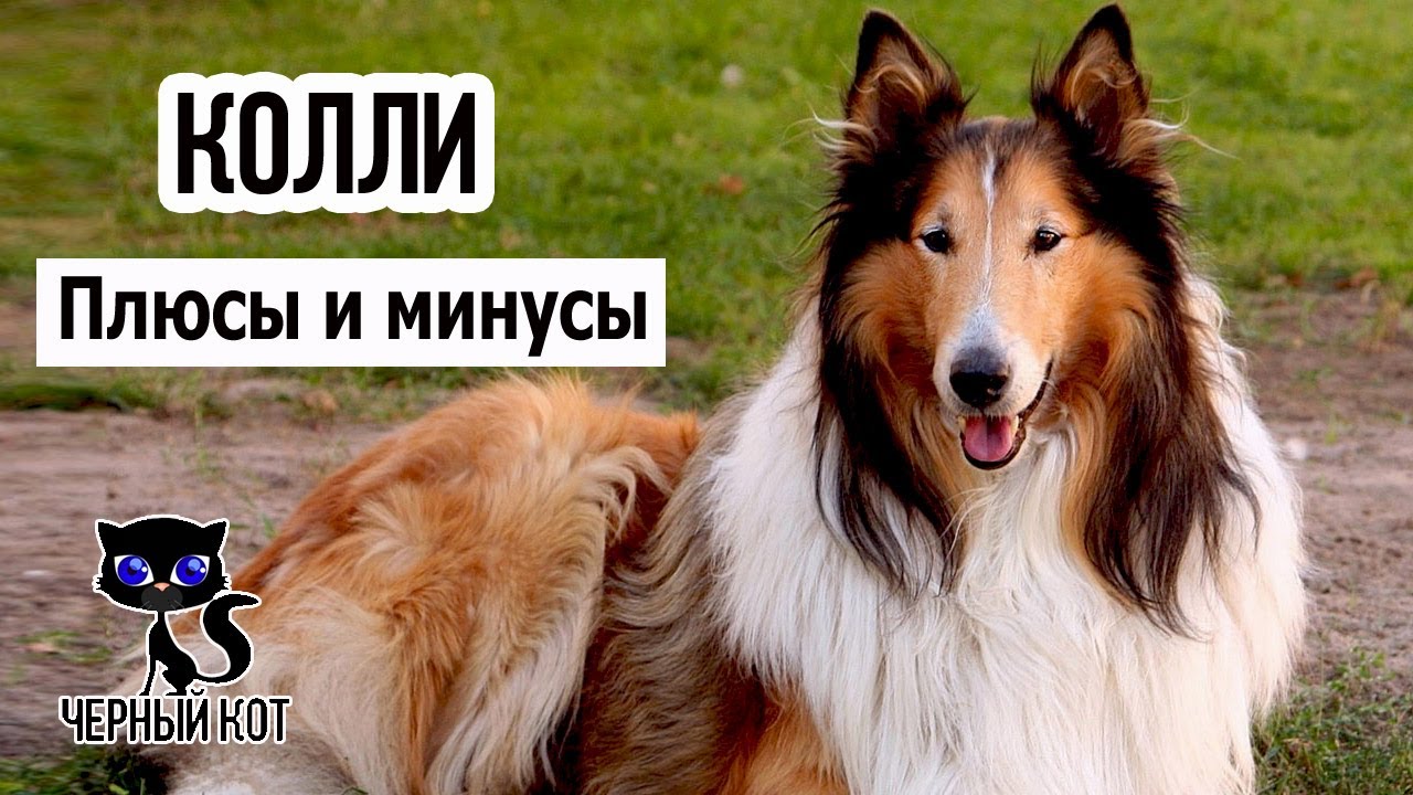 ✔ Колли плюсы и минусы породы. 7 причин завести колли
