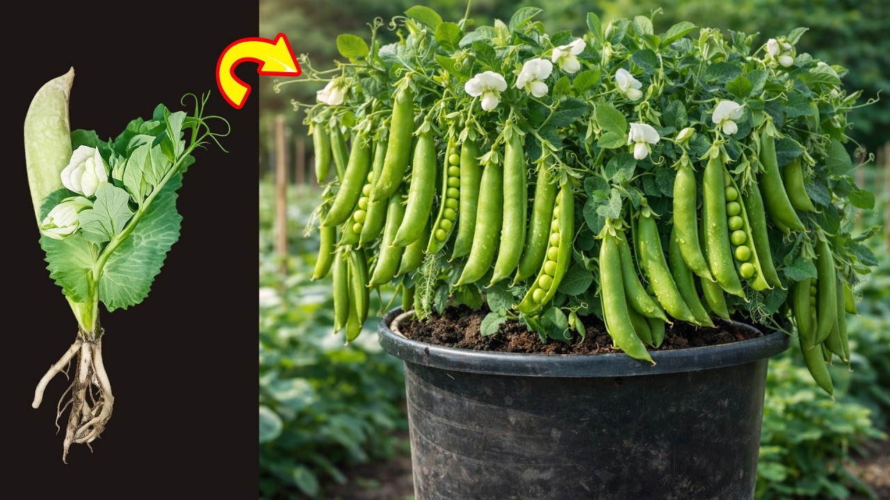 Organic Green Pea Farming at Home | Pisum sativum Growing Tips